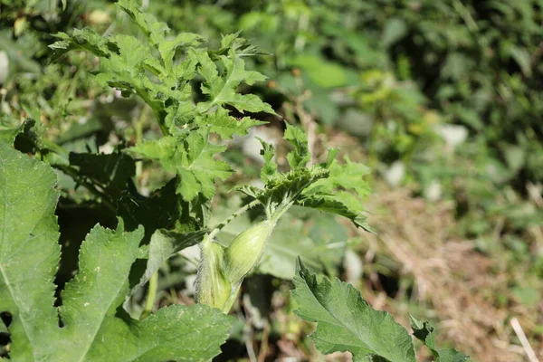 Hollanda 'daki Moordrecht' te yabani yoldaki yaban otları bitkileri.