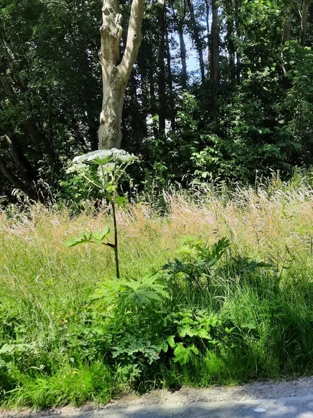 Растения Растущие Дикой Природе Вдоль Дороги Парке Хитланд Голландском Городе — стоковое фото