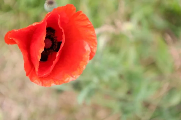 Fleur Rouge Coquelicot Dans Les Champs Zuid Holland Illuminée Par — Photo