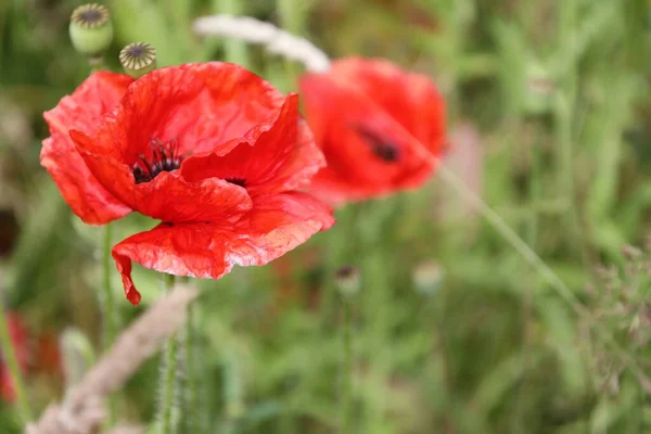 Rött Blomhuvud Vallmo Blommor Fältet Zuid Holland Belyst Solen Nederländerna — Stockfoto