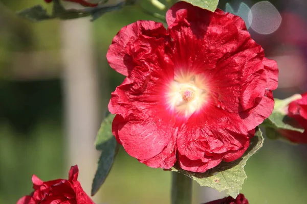 Testa Fiori Papavero Rosso Nel Campo Nell Olanda Meridionale Illuminata — Foto Stock