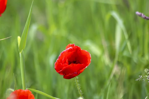 Rött Blomhuvud Vallmo Blommor Fältet Zuid Holland Belyst Solen Nederländerna — Stockfoto