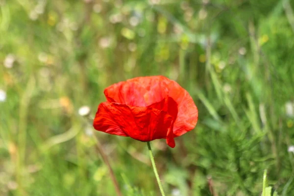 Fleur Rouge Coquelicot Dans Les Champs Zuid Holland Illuminée Par — Photo