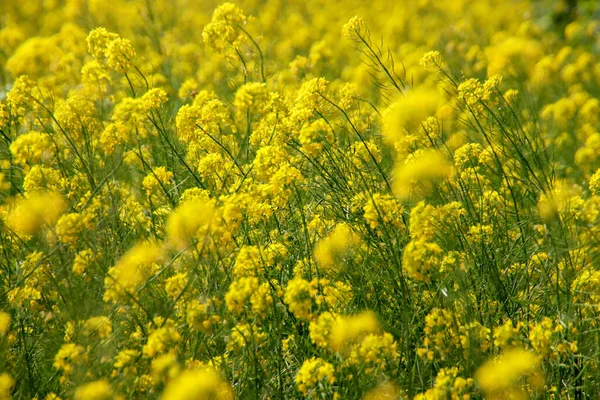 Żółty Kolorowy Kwiat Rzepaku Polach Polderze Holandii — Zdjęcie stockowe