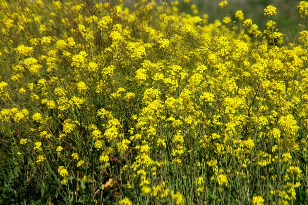 Żółty Kolorowy Kwiat Rzepaku Polach Polderze Holandii — Zdjęcie stockowe