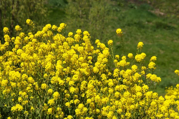 Gul Färgglad Blomma Raps Fält Poldern Nederländerna — Stockfoto