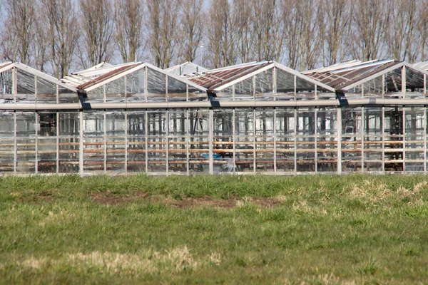 Opuszczona Szklarnia Wybitymi Oknami Kratownicami Nieuwerkerk Aan Den Ijssel Zuidplas — Zdjęcie stockowe