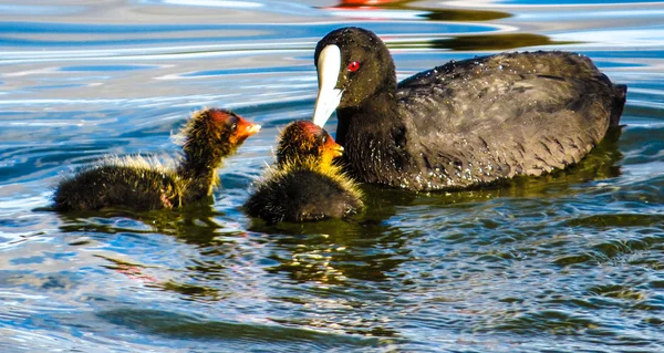 オーストラリアの coot — ストック写真