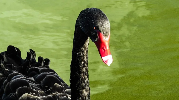 白鳥 — ストック写真