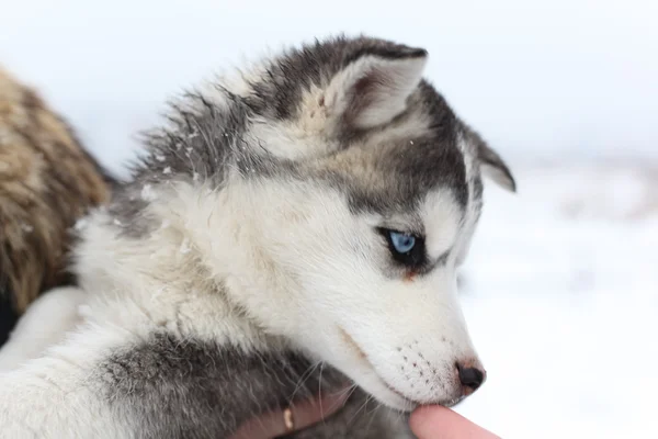 Husky valp — Stockfoto