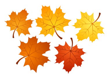 Autumn maple leaves of various colors. Vector illustration. clipart
