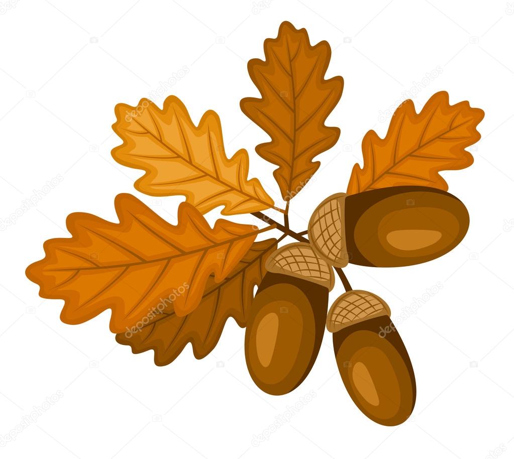 Oak branch with leaves and acorns. Vector illustration.