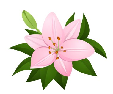 Pink oriental lily. Vector illustration.