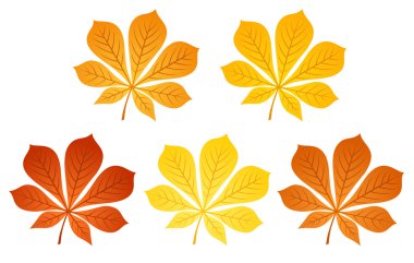 Five autumn chestnut leaves. Vector illustration. clipart
