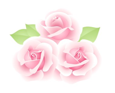 Üç pembe güller. vektör çizim.