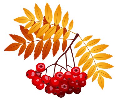 Rowan şube rowanberries ve yaprakları. vektör çizim.