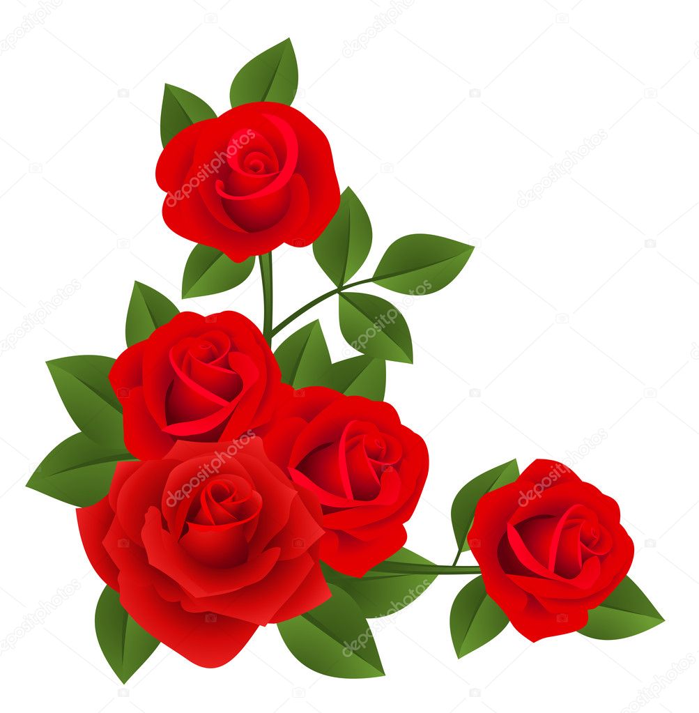 Red roses. Vector illustration.