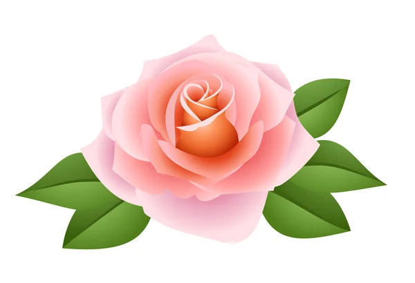 Hybrid tea rose. Vector illustration. — Vetor de Stock