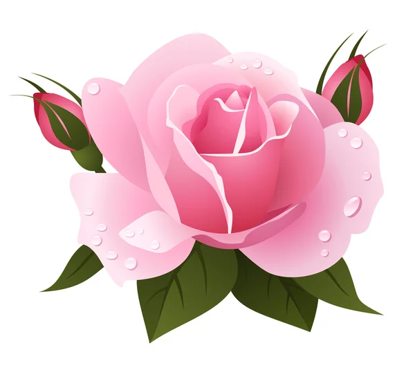 Pink rose and rosebuds. Vector illustration. — Vector de stock