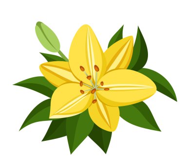 Yellow oriental lily. Vector illustration.