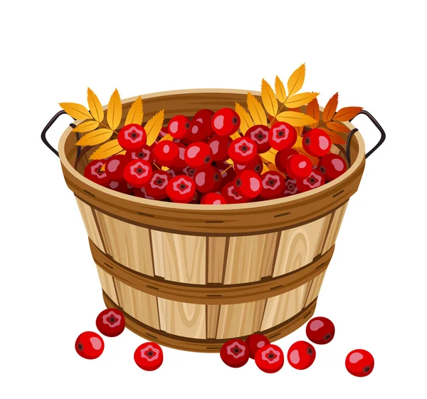 Vector illustration of basket with rowan berries. — Stock Vector