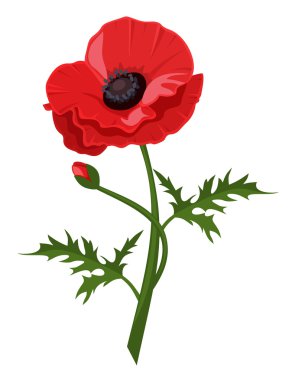 Kırmızı gelincik. Vektör çizim.