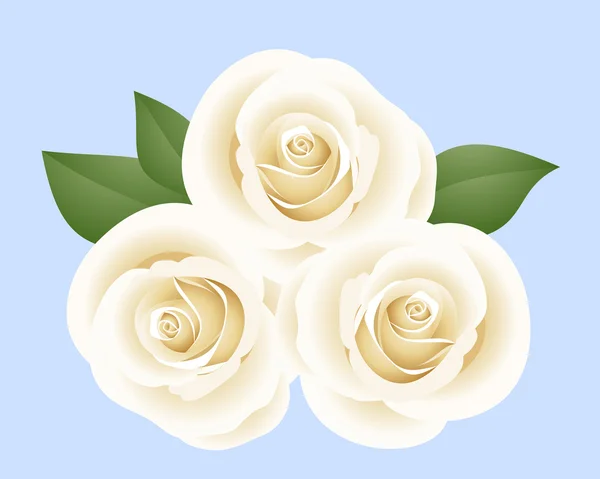 Three white roses. Vector illustration. — Vetor de Stock