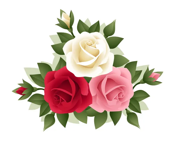 Three roses of various colors. Vector illustration. — Stock Vector