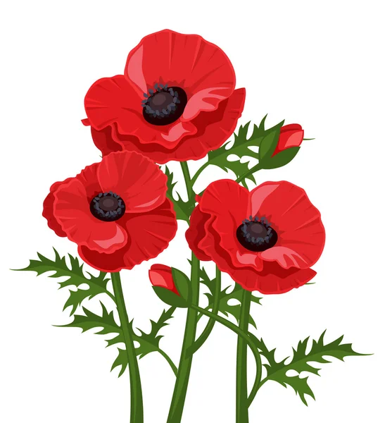 Three red poppies. Vector illustration. — Stock Vector