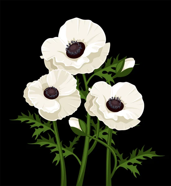 Drie witte papavers. vectorillustratie. — Stockvector