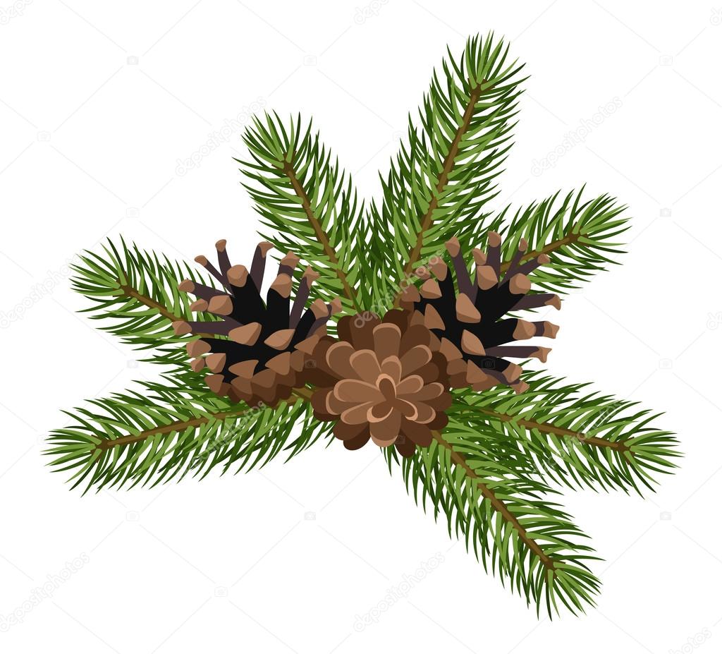 Fir tree branches and cones. Vector illustration.