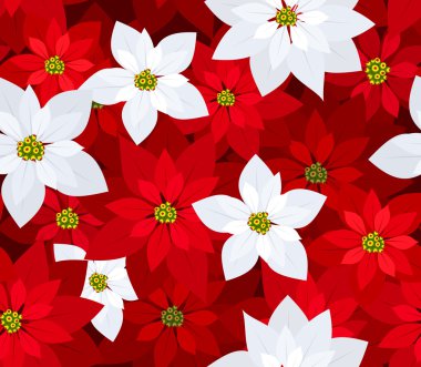 Kırmızı ve beyaz poinsettias ile sorunsuz Noel arka plan. vektör çizim.