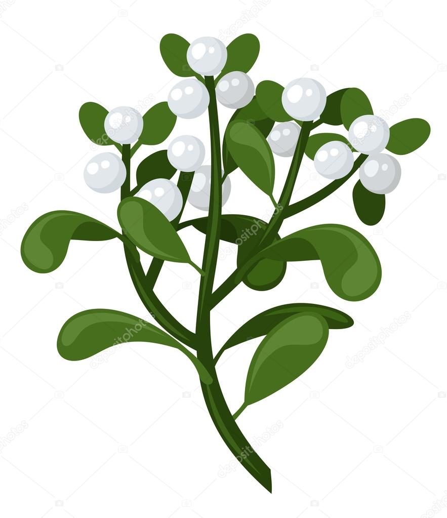 Mistletoe branch. Vector illustration.