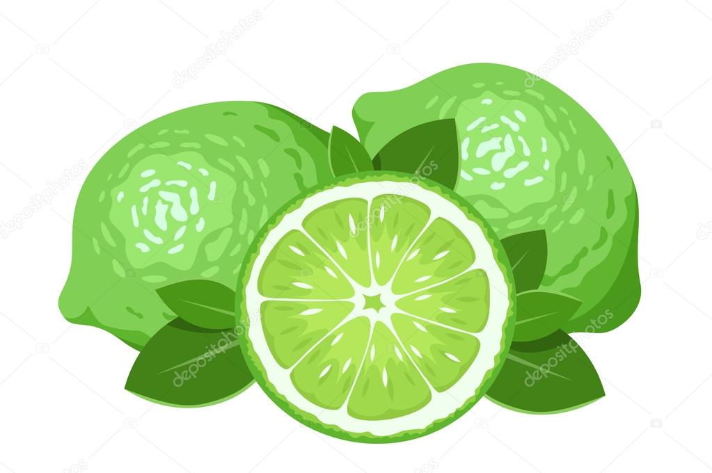 Three limes isolated on white. Vector illustration.