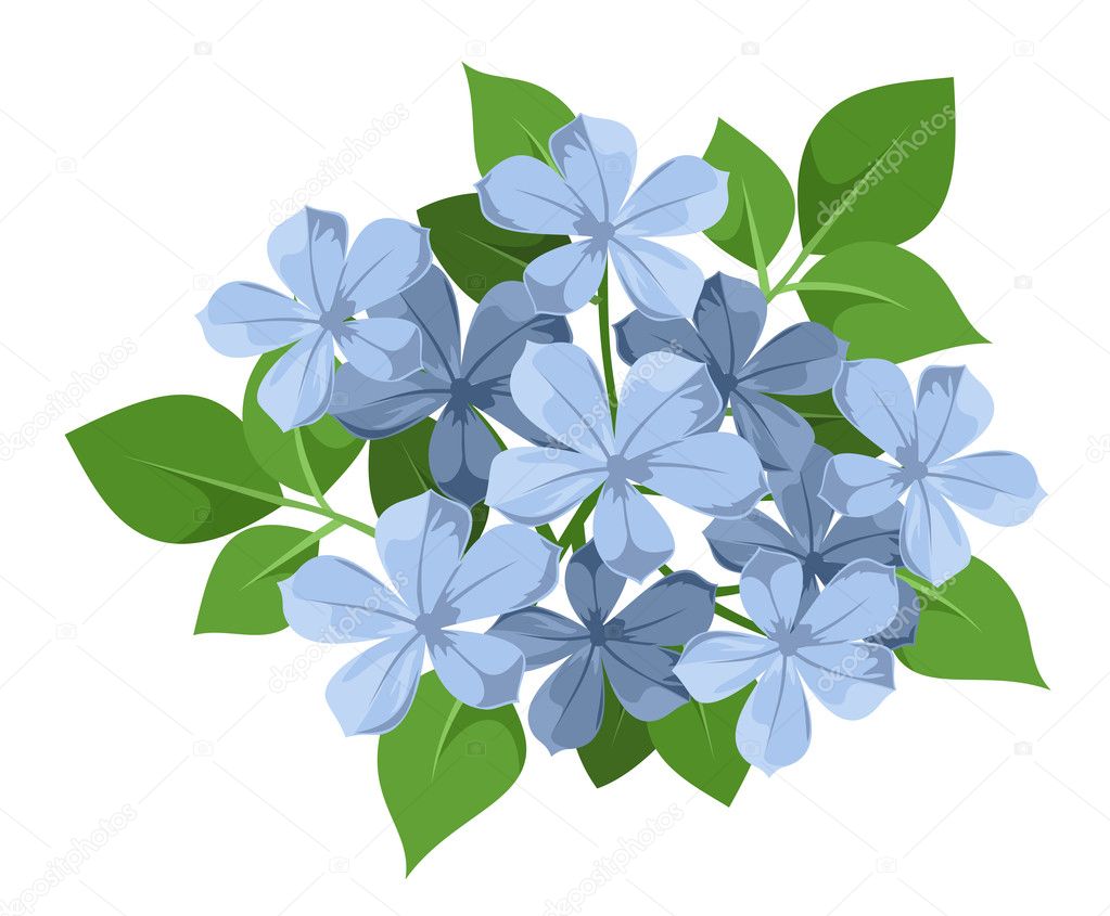 Blue plumbago flowers. Vector illustration.