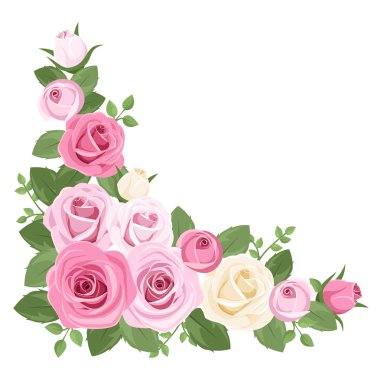 pembe ve beyaz gül, gül goncası ve yaprakları. vektör çizim.