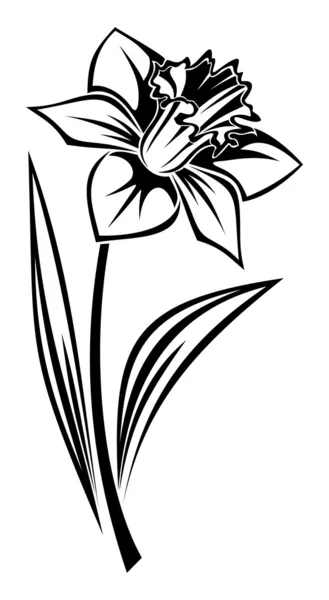 Schwarze Silhouette der Narzissenblüte. Vektorillustration. — Stockvektor