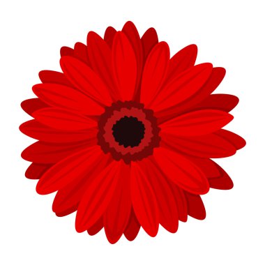 Kırmızı gerbera. vektör çizim.