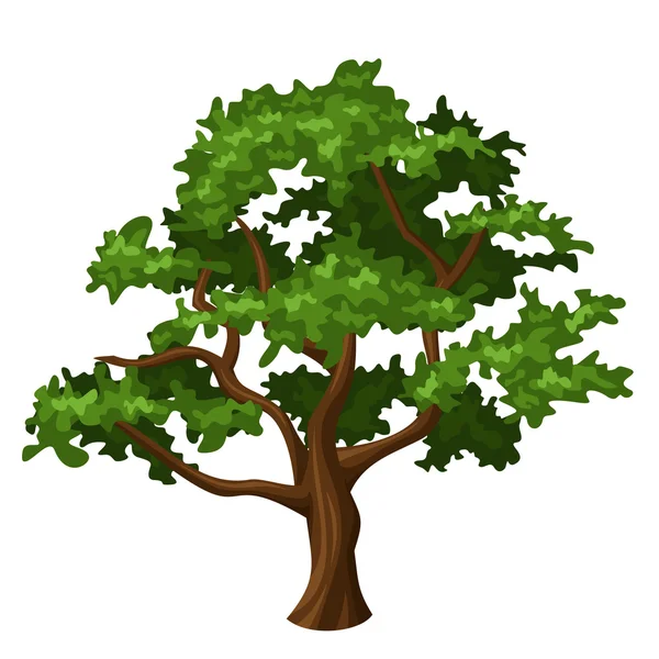 Oak tree. Vector illustration. — Stock Vector