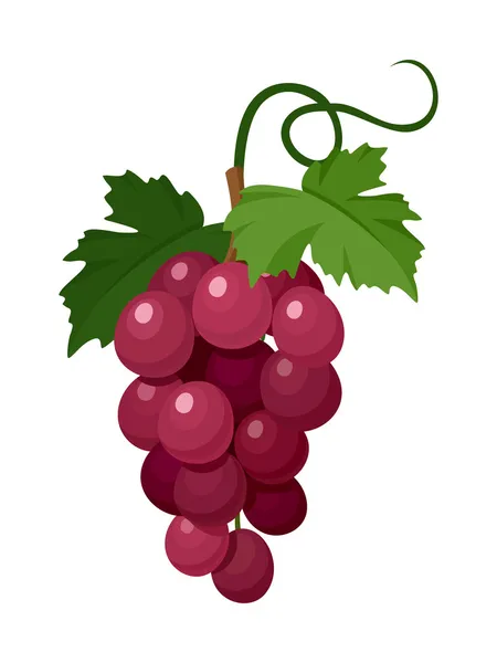 Red grapes. Vector illustration. — Stock Vector