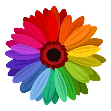 Gerbera flowers with multicolored petals. Vector illustration.