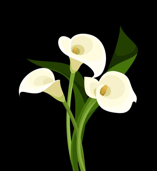 Witte calla lelies op zwart. vectorillustratie. — Stockvector