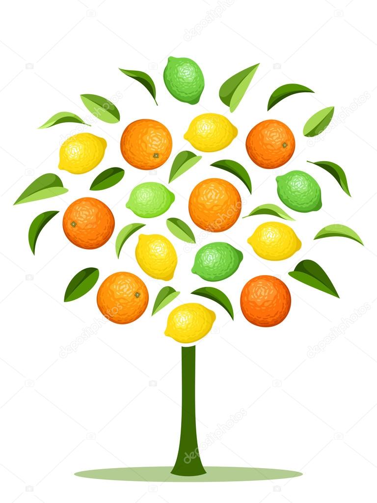 Abstract tree with various citrus fruits. Vector illustration.