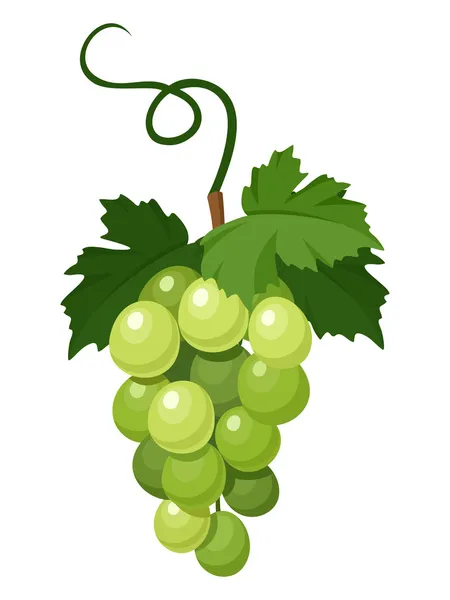 Yeşil üzüm demet. vektör çizim. — Stok Vektör