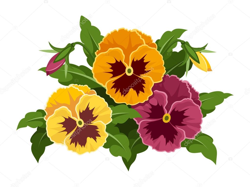 Pansy flowers. Vector illustration.