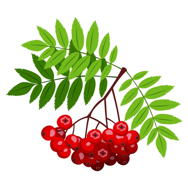 罗恩分支与莓果和叶。矢量插画. — 图库矢量图片