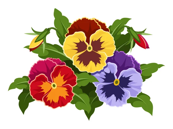 Colorful pansy flowers. Vector illustration. — Stock Vector