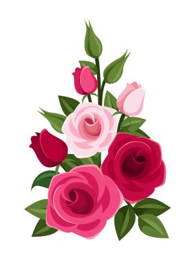 Kırmızı ve pembe güller, tomurcukları ve yaprak dalı. vektör çizim.
