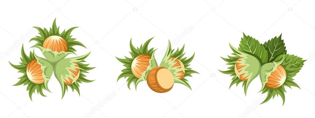 Hazelnut clusters. Vector illustration.