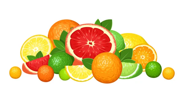 柑橘类的水果。矢量图. — Stock vektor
